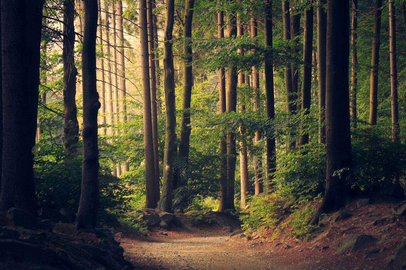 Sunlight filtering through a lush green forest